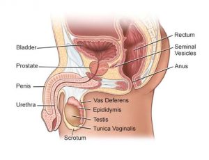 Image: Mans Urethra