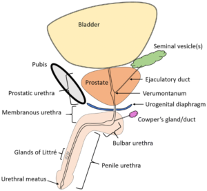 Mens Urethra